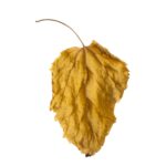 leaves, nature, autumn, season, withered leaves